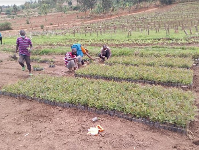 Gereveriya zivangwa n'imyaka zigeze igihe cyo guterwa