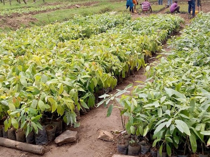 Abaturage bazahabwa ibiti by'imbuto ziribwa