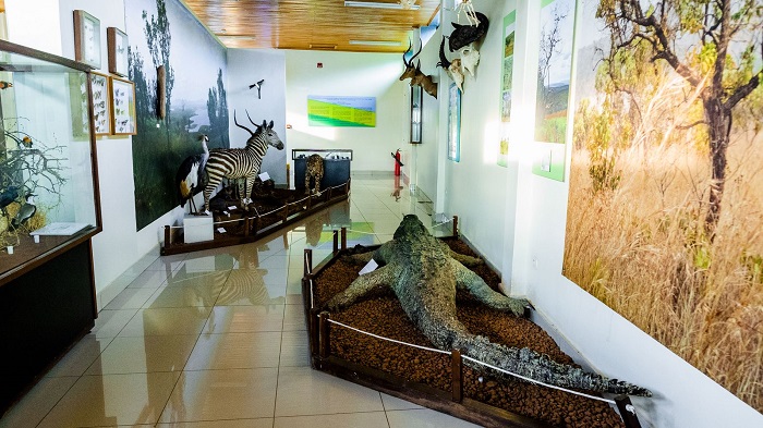 Ingona, imparage, n'ingwe ni zimwe mu nyamaswa zumishijwe ushobora gusanga muri iyi ngoro ndangamurage y'ibidukikije