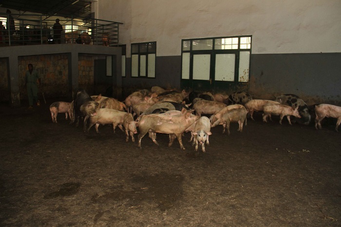 Ingurube zicururizwa mu isoko rya Rukuta