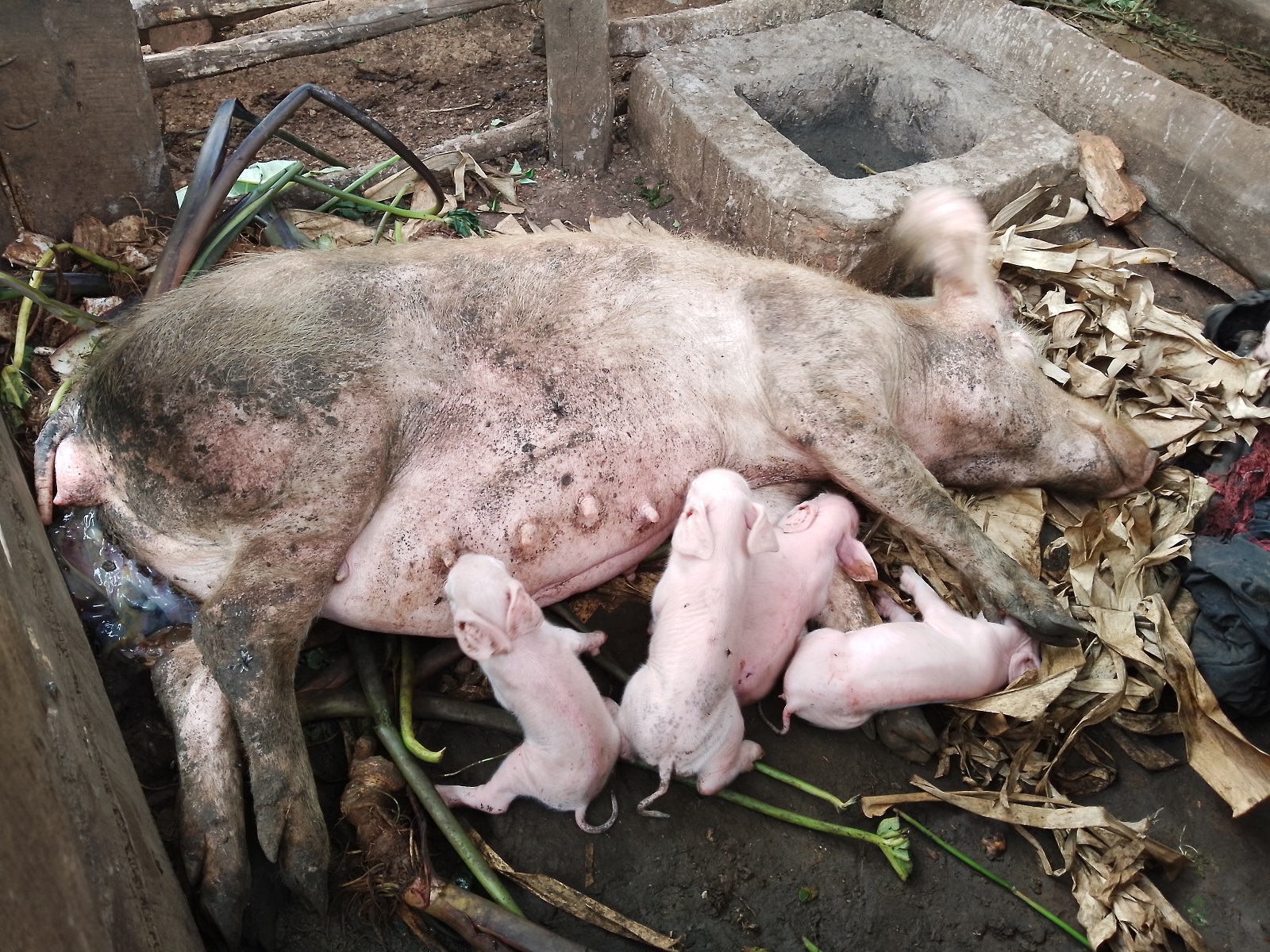 Hari abakoze ubworozi bw'ingurube bavuga ko bwabateje imbere