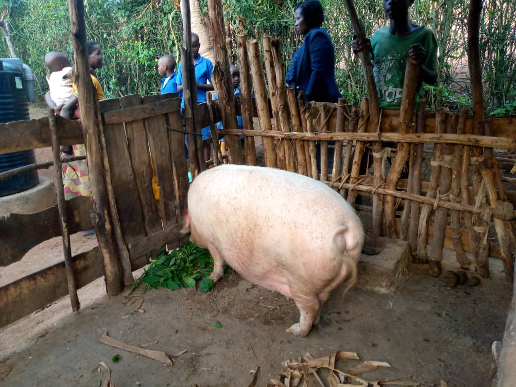 Ingurube ya Iryitangiye yaramuzamuye kubera kororoka vuba
