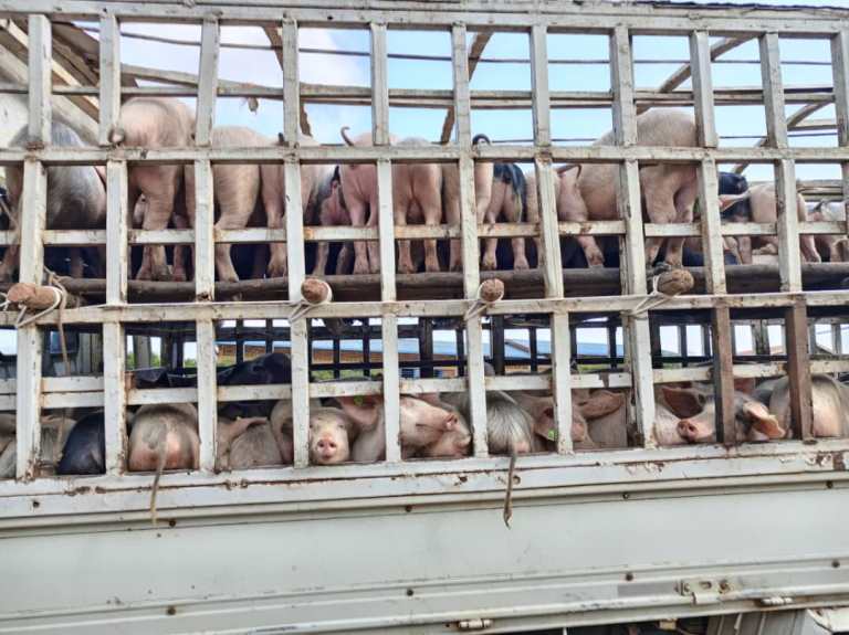 Abaturage banahawe ingurube