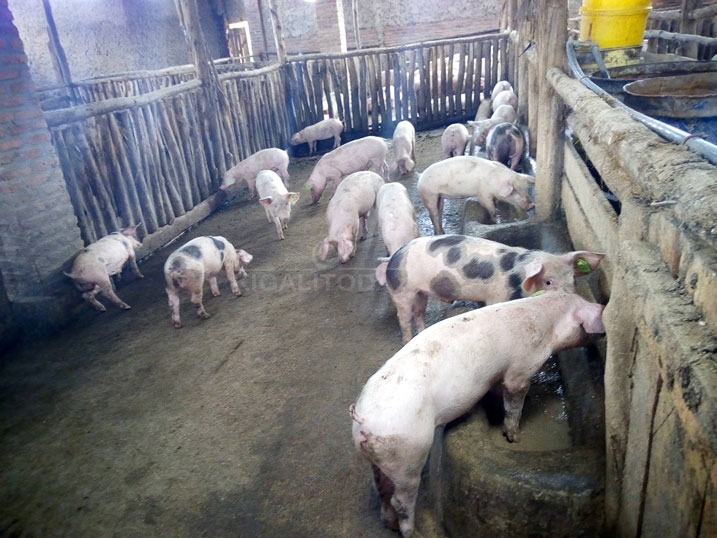 Ingurube yoroye azigura hanze y'u Rwanda 