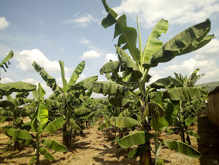 Usibye kuba ari umworozi, Ngirumugenga Jean Marie Pierre ni n'umuhinzi wabigize umwuga. Izi ni zimwe mu nsina yahinze