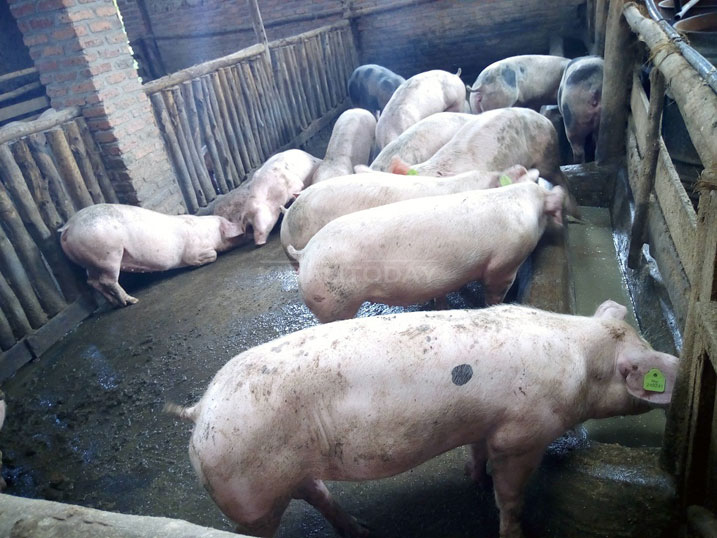 Ingurube imwe ayigurisha amafaranga agera ku bihumbi 200RWf