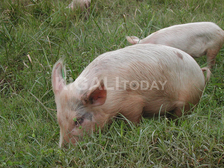 Ingurube basezeranyijwe ngo ntabwo zifite amatwi ashinze kandi zagombaga kuba zifite agaciro k'amafaranga y'u Rwanda ibihumbi 52. 