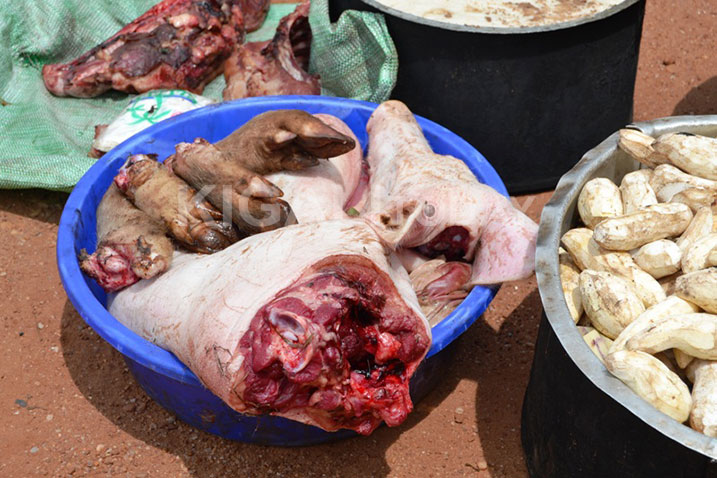 Ingurube imwe yendaga gushira (hasigaye iziri ku mufuka) maze babaga indi itanapimye (mu ibase).