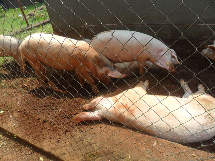 Ingurube zororoka vuba ku buryo zizafasha imiryango ifite abana bagaragaza imirire mibi kuyisohokamo.