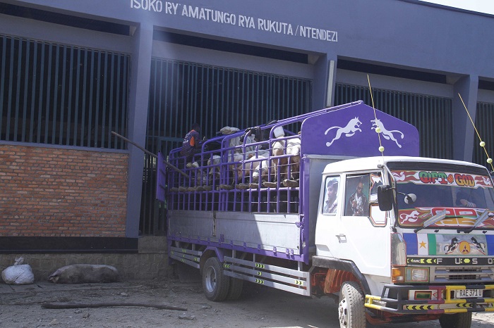 Ingurube ni zo ziganje mu matungo acururizwa muri iri soko rya Rukuta i Nyamasheke