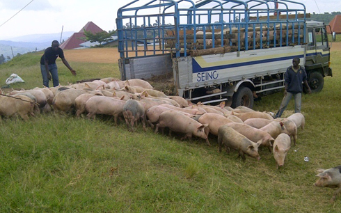 Abaturage bishimiye ingurube bahawe ko ari ubwoko bwiza.