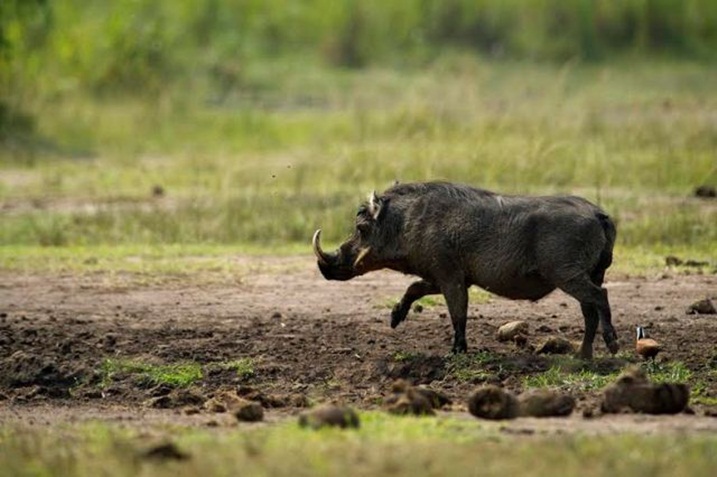 Ingurube z'ishyamba ngo zicukura umurima w'imyumbati zikawumara.