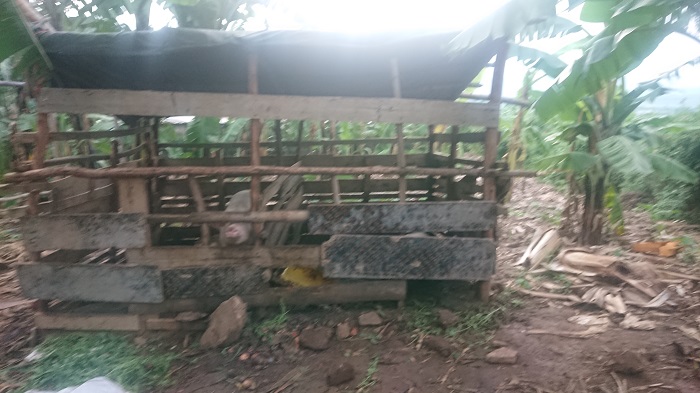 Ingurube zororerwa hagati y'ingo z'abaturage