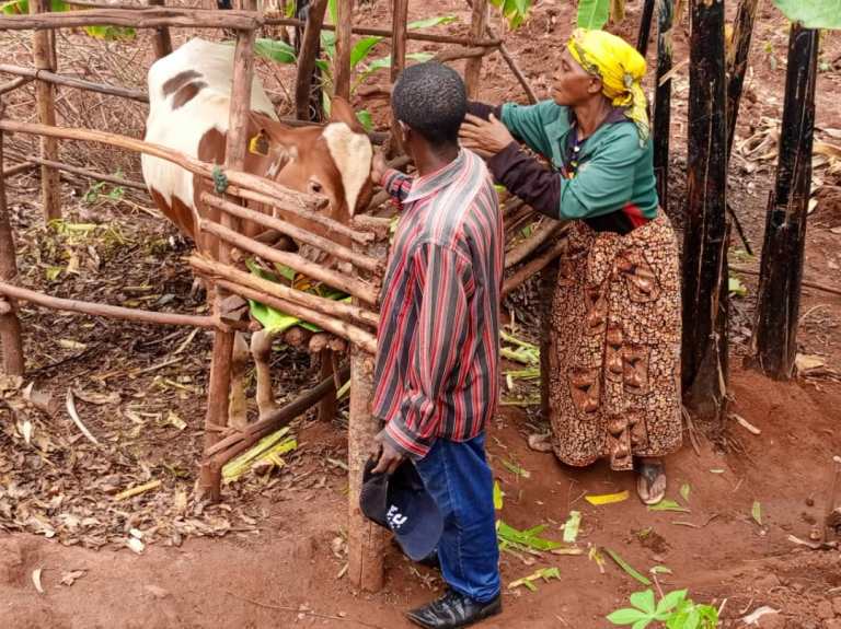 Abenshi mu bafashijwe kwikura mu bukene bagiye biha intego yo korora inka kandi bakabigeraho
