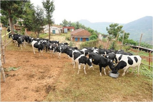 MU karere ka Muhanga hamaze guterwa intanga mu nka zigera ku 1500 ugereranyije n