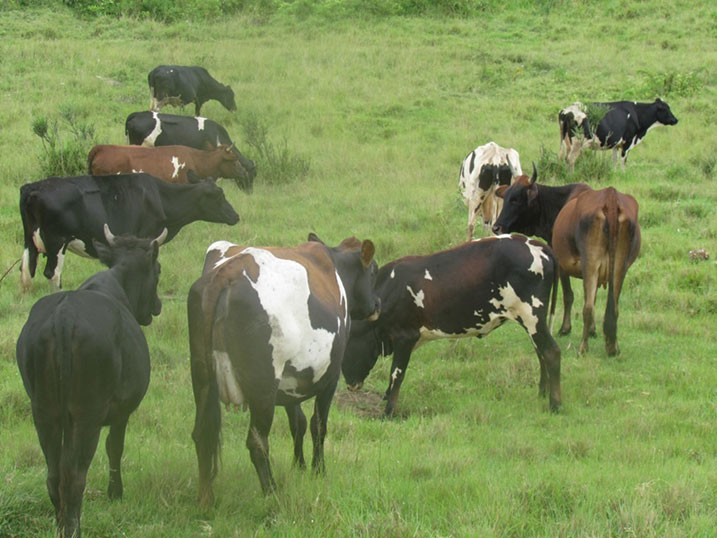 Izi ni zimwe mu nka zari zibwe mu Karere ka Gatsibo.