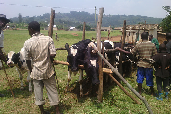 Aborozi bose barasabwa gukingiza inka kugira ngo bakumire igifuruto.