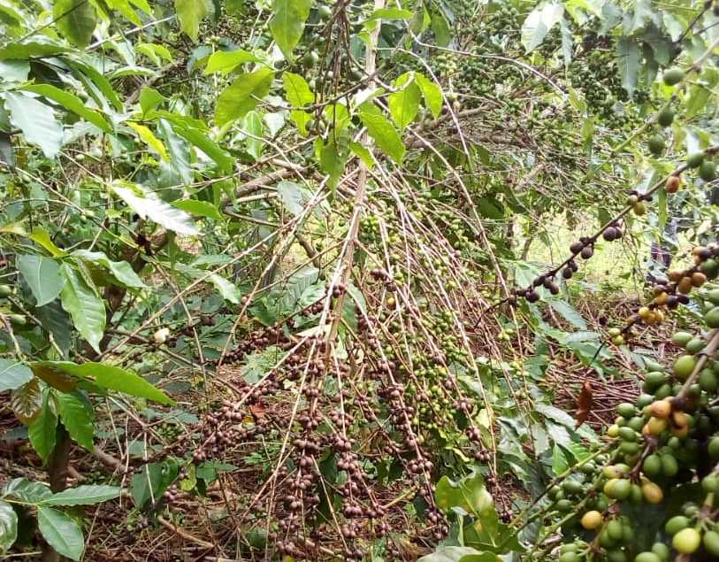 Ikawa zavunaguye ubu zatangiye kuma