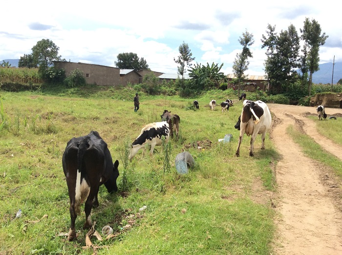Inka zitanga umukamo zigira uruhare mu gutuma amata atabura