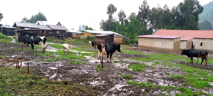 Abasangwabutaka bahawe inka zibafasha kurwanya imirire mibi bakaniteza imbere