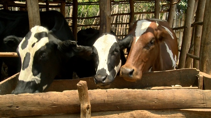 Ndayisenga ni umworozi wabigize umwuga