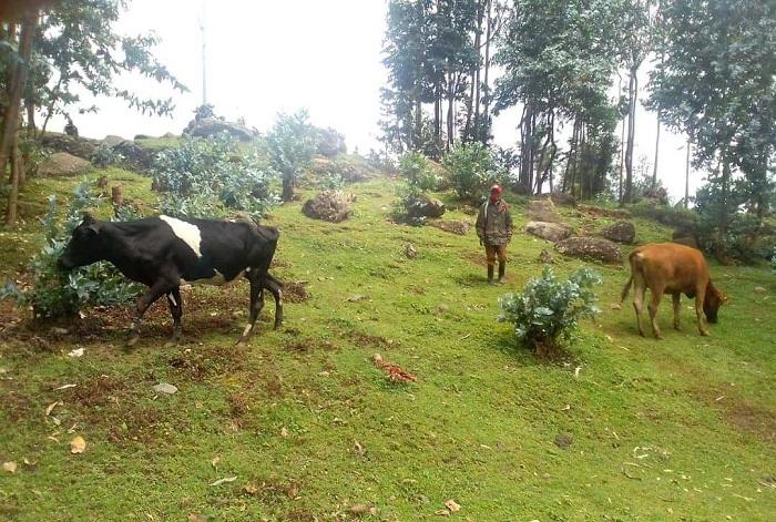 Nzakirishaka JMV umwe mu basigajwe inyuma n'amateka yavuze ko atigeze agira inzozi zo gutunga inka, none Croix Rouge yaramworoje