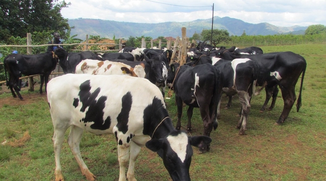 Abaturage barakodesha inka bahawe muri Girinka bitwaje ko bakennye