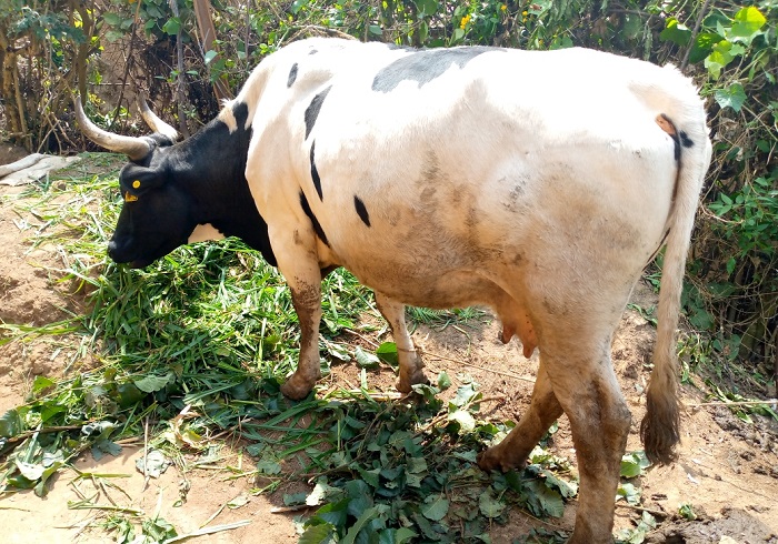 Aborojwe muri gahunda ya Girinka Munyarwanda bishimira ko yabakuye mu bukene