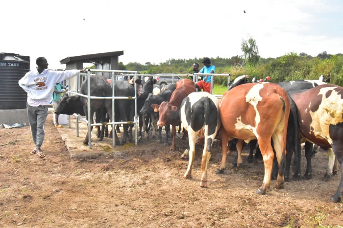 Aborozi ba Musheri bishimiye ko bahawe ubwogero bw'inka