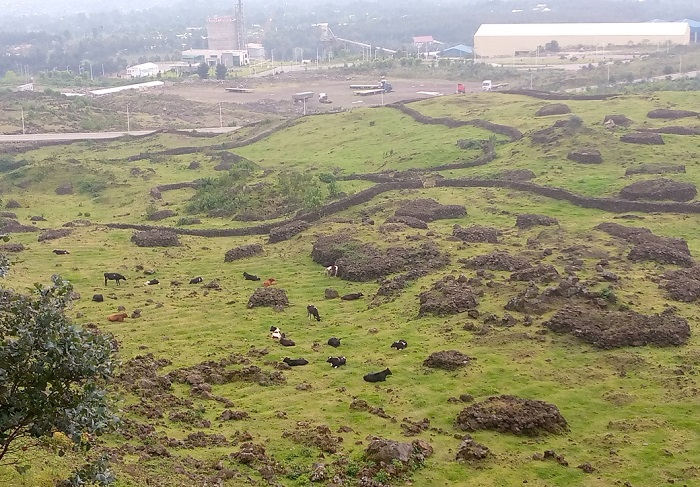 Muri iki cyanya hari ahasigaye hororerwa inka ubuyobozi buvuga ko biri mu rwego rwo kuhabyaza umusaruro 