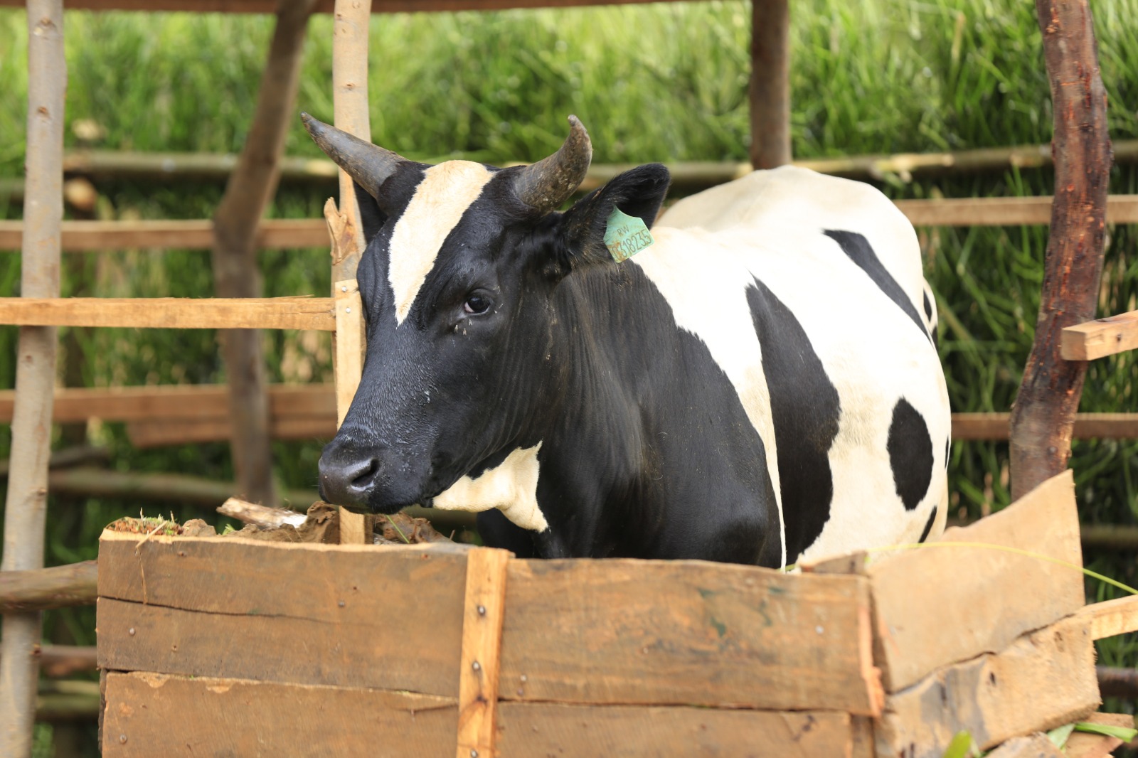 Mu miryango irindwi yahawe inzu, ine muri yo yorojwe inka