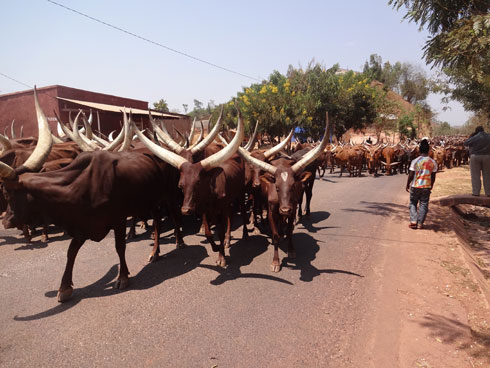 Inka nyinshi ziri kwinjira mu Rwanda zizanywe n