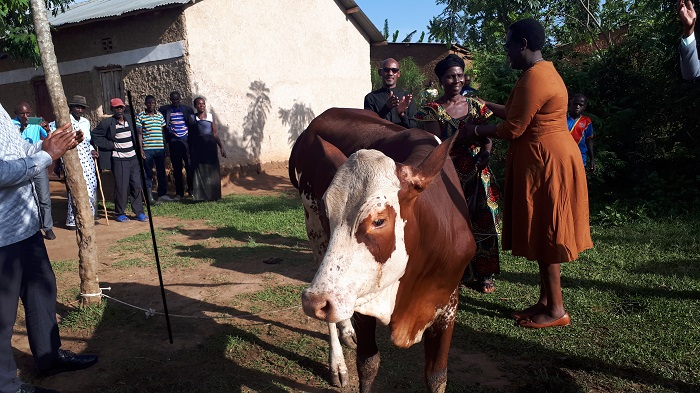 Batanu mu bageze mu zabukuru borojwe inka biyemeza kuzifata neza 