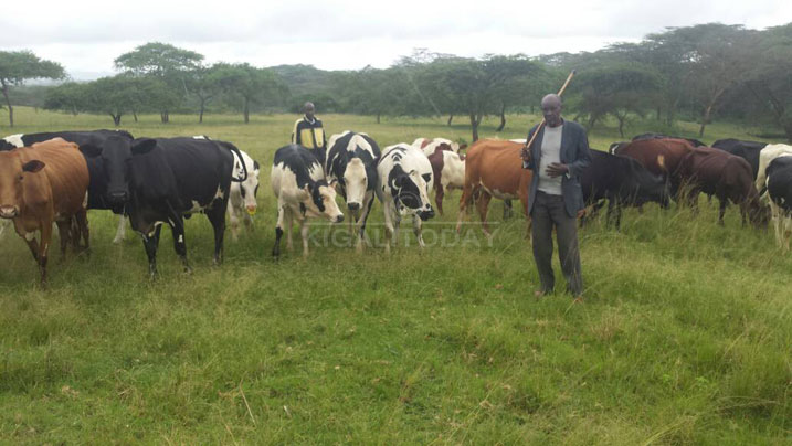 Karani ari mu nka ze. Avuga ko nyuma yo gupfusha inka 24 byamuhase isomo ryo guhinga ubwatsi no kubuhunika 