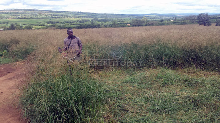 Ubu bwatsi ni bumwe mubwo aborozi basabwa guhinga bakabusarura bakabuhunika