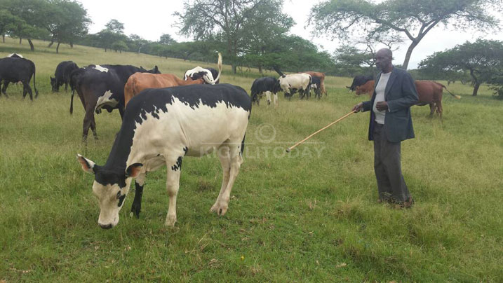 Karani avuga ko gupfusha inka 24 byamusigiye igihombo cya miliyoni 15RWf 