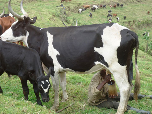 Uyu arimo gukama amata yo kunywa kuko ariyo abatunze.