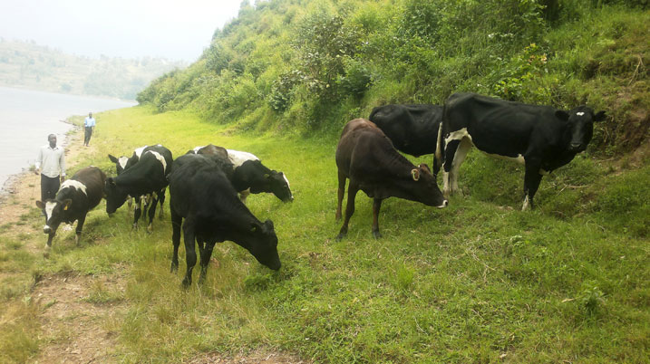 Inka icyenda bari bemerewe na RDF bazishyikiijwe.