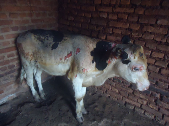 Inka imwe yarokotse umuriro.