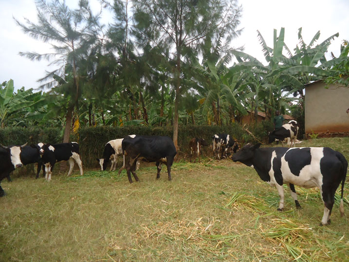 Inka ntizibwa mu nzuri gusa ngo no mu biraro baraziba no kumanywa y