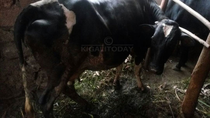 Inka yabyaye yo ni nzima