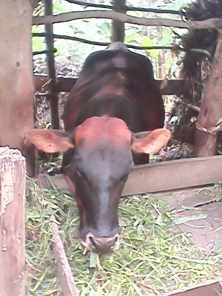 Inka yahawe imuha amata menshi kuko ikamwa litiro 30 ku munsi.