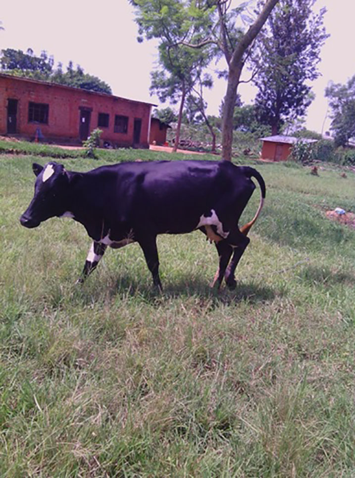 Inka yari yibwe ubwo yari kuri polisi igiye gushyikirizwa nyirayo.