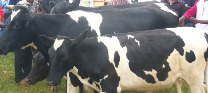 Inka zagabiwe abatishoboye mu murenge wa Gikonko mu rwego rwo kubarinda ibishuko bashobora gukuramo SIDA.