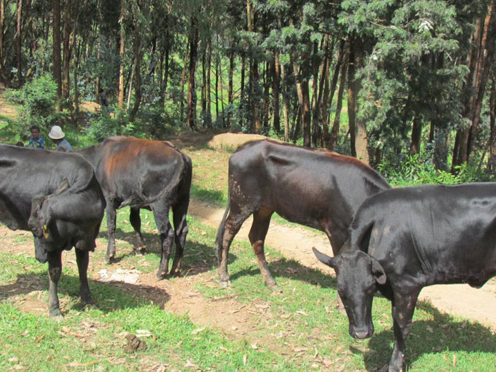 Zimwe mu nka zahawe imiryango 15 y'Abanyarwanda birukanwe muri Tanzaniya bakaba batuye mu karere ka Gicumbi.