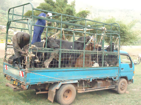 Gutwara inka nabi ntibyemewe n'ubwo zaba zigiye kubagwa