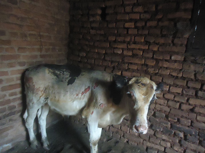 Inka irwaye igifuruto (Ifoto:Ububiko).