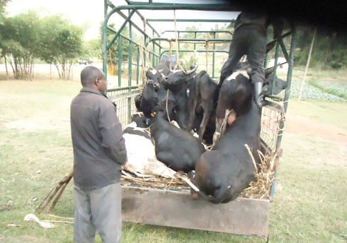 Bigaragara ko inka zitwarwa mu modoka zegeranye cyane ziba zananiwe.