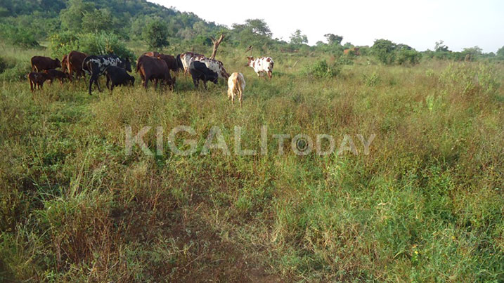 Inka zo muri Nyamirama ngo zaba ziterwa uburenge n