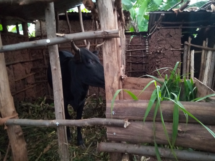 Mu bahawe ayo mafaranga hari abaguze inka mu rwego rwo kwiteza imbere